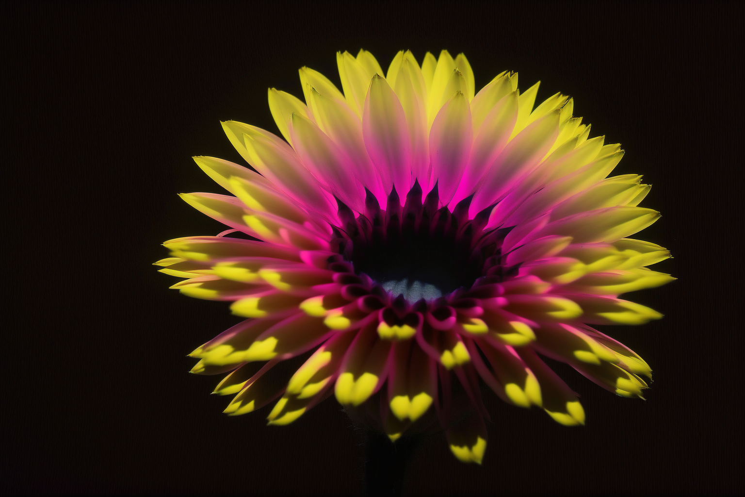 Neon flower 