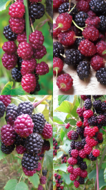 Boysenberry, Fantasy --no text, mockup --seed 777 --ar 9:16 --v 5