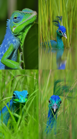 Wildlife, Green-Blue --no text, mockup --ar 9:16 --seed 777 --v 5