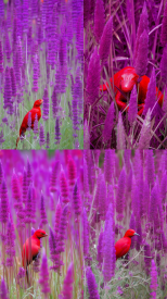 Wildlife, Red-Purple --no text, mockup --ar 9:16 --seed 777 --v 5