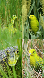 Wildlife, Yellow-Green --no text, mockup --ar 9:16 --seed 777 --v 5